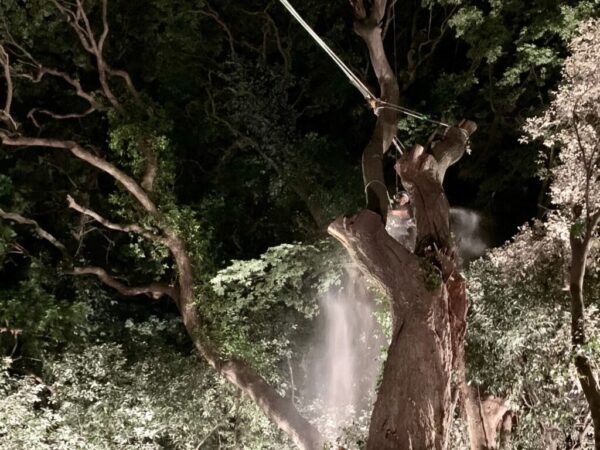 夜間の緊急伐採